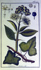 Le Lierre commun, Hedera helix