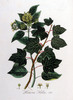 Le Lierre commun, Hedera helix