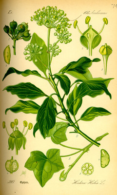 Le Lierre commun, Hedera helix