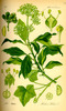 Le Lierre commun, Hedera helix