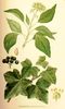 Le Lierre commun, Hedera helix