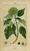 Le Lierre commun, Hedera helix