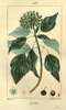 Le Lierre commun, Hedera helix