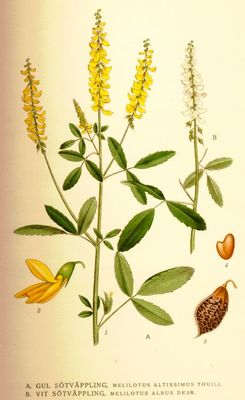 Le Mélilot blanc (Melilotus albus)