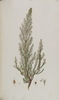 La Bruyère arborescente (Erica arborea)