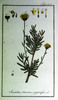 La Santoline (Santolina chamaecyparissus)
