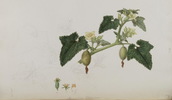 Le Concombre d'âne, Ecballium elaterium