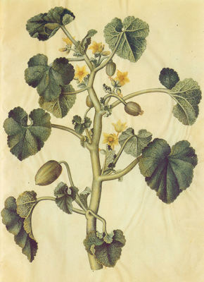 Le Concombre d'âne, Ecballium elaterium