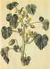 Le Concombre d'âne, Ecballium elaterium