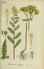 La Tanaisie, Tanacetum vulgare