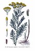 La Tanaisie, Tanacetum vulgare