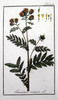 La Tanaisie, Tanacetum vulgare