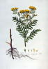 La Tanaisie, Tanacetum vulgare