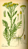 La Tanaisie, Tanacetum vulgare
