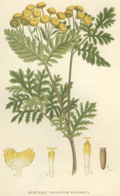 La Tanaisie (Tanacetum vulgare)