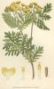 La Tanaisie, Tanacetum vulgare