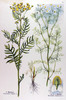 La Tanaisie, Tanacetum vulgare