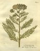 La Tanaisie, Tanacetum vulgare