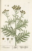 La Tanaisie, Tanacetum vulgare