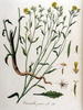 La Chicorée à la buche (Chondrilla juncea)