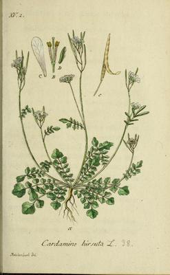 La Cressonnette, Cardamine hirsuta