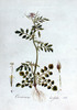 La Cressonnette, Cardamine hirsuta