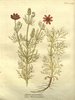 L'Adonis annuelle (Adonis annua)