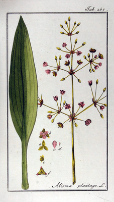 Le Plantain d'eau (Alisma plantago-aquatica)