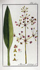 Le Plantain d'eau, Alisma plantago-aquatica
