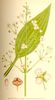 Le Plantain d'eau, Alisma plantago-aquatica