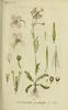 La Cardamine des prés, Cardamine pratensis