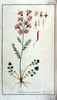 La Cardamine des prés, Cardamine pratensis