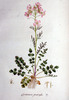 La Cardamine des prés, Cardamine pratensis
