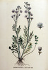 La Cardamine des prés, Cardamine pratensis