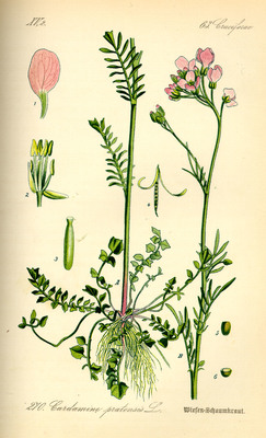 La Cardamine des prés (Cardamine pratensis)