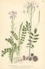 La Cardamine des prés, Cardamine pratensis