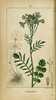 La Cardamine des prés, Cardamine pratensis