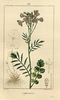 La Cardamine des prés, Cardamine pratensis