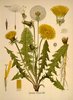 Le Liondent faux-pissenlit, Taraxacum officinale