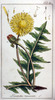 Le Liondent faux-pissenlit, Taraxacum officinale