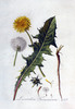 Le Liondent faux-pissenlit, Taraxacum officinale