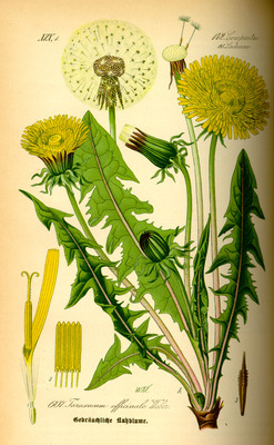 Le Liondent faux-pissenlit (Taraxacum officinale)