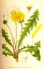 Le Liondent faux-pissenlit, Taraxacum officinale