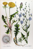 Le Liondent faux-pissenlit, Taraxacum officinale