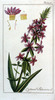La Salicaire officinale, Lythrum salicaria