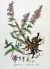 La Salicaire officinale, Lythrum salicaria