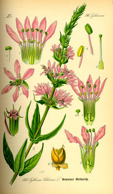 La Salicaire officinale, Lythrum salicaria