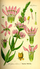 La Salicaire officinale, Lythrum salicaria