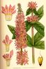 La Salicaire officinale, Lythrum salicaria