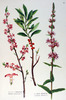 La Salicaire officinale, Lythrum salicaria